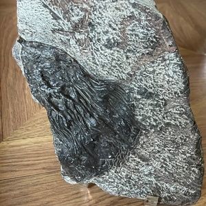 12X6” inch Silurian Fossil Crinoid ( Scyphocrinites) plat -Morocco